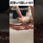 犬のおもしろ動画にツッコミどころ満載なアフレコしてみた＃130【コールデンレトリバー】【子犬】【ハプニング映像】#shorts　#アフレコ #面白動画