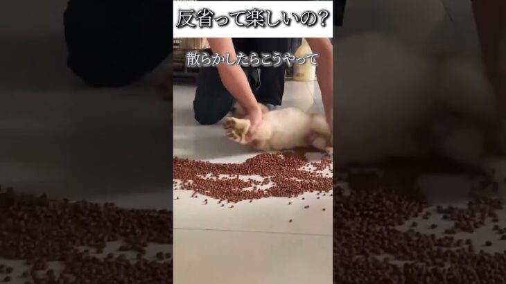 犬のおもしろ動画にツッコミどころ満載なアフレコしてみた＃130【コールデンレトリバー】【子犬】【ハプニング映像】#shorts　#アフレコ #面白動画
