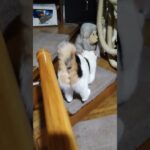 同居番猫１２５　煽り運転