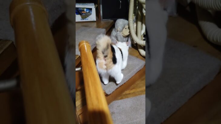 同居番猫１２５　煽り運転