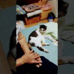 猫に返り討ちに遭うおばあちゃん。 #cat