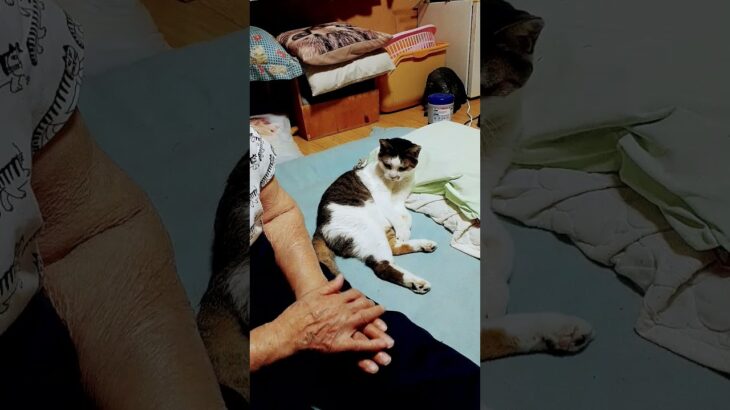 猫に返り討ちに遭うおばあちゃん。 #cat