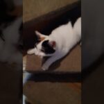 同居猫１２７　煽り運転そして消えていった。