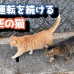 ２匹の猫から煽り運転をされました