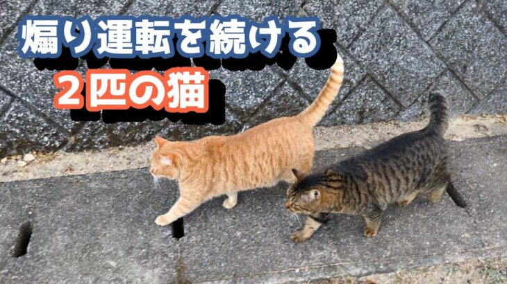 ２匹の猫から煽り運転をされました