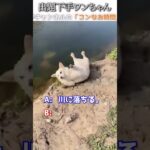 犬のおもしろ動画にツッコミどころ満載なアフレコしてみた＃274【クイズ】【ハプニング映像】#shorts　#アフレコ #面白動画
