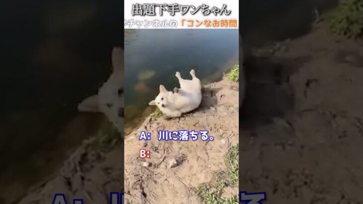犬のおもしろ動画にツッコミどころ満載なアフレコしてみた＃274【クイズ】【ハプニング映像】#shorts　#アフレコ #面白動画