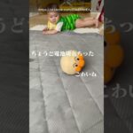 【替え歌】キッズの動画で笑ったら負けwww③#ほーみーず  #あるある  #珍事件  #放送事故  #替え歌