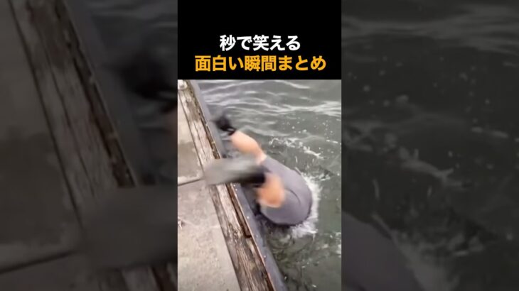 秒で笑える面白い瞬間まとめ🤣🤣🤣