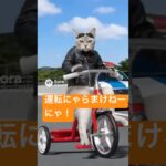 猫が高速道路で煽り運転。 #ai #cat #チャンネル登録お願いします #おすすめにのりたい #応援お願いします