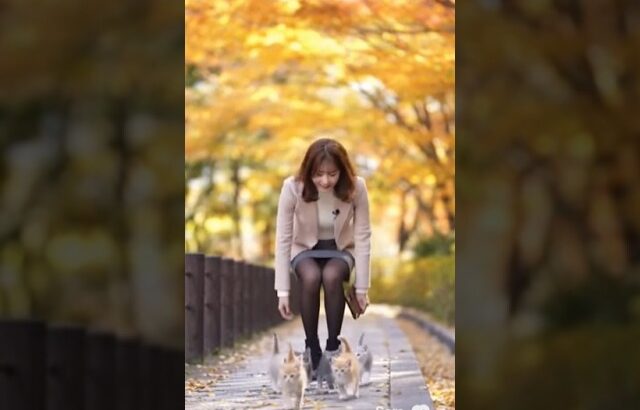 可愛い猫に目がいった人が優勝 #放送事故 #女子アナ #かわいい子猫