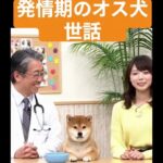 犬の気持ち #sora #ai #美女