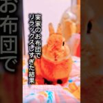 【放送事故】実家でリラックスしすぎたウサギの末路…