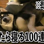 【トイレから…….ww】ツッコミどころ満載な面白犬動画100連発ww【笑ったら寝ろwww】
