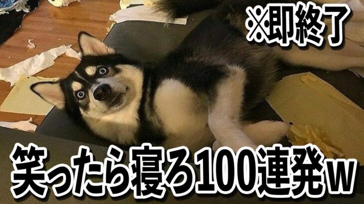 【トイレから…….ww】ツッコミどころ満載な面白犬動画100連発ww【笑ったら寝ろwww】