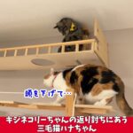 キジネコリーちゃんの返り討ちにあう三毛猫ハナちゃん　 #アラフィフ　 #保護猫　 #三毛猫　 #ねこ　 #子なし夫婦　 #猫の日常　 #子猫　 #cat　 #猫好きさんと繋がりたい　＃にゃん暮らし
