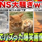 【🔥爆笑】SNSで秒速拡散されたwwネットでバズりまくったおもしろ画像・動画集www【2ch】【5ch】【ゆっくり解説】【コメ付き】【面白画像】