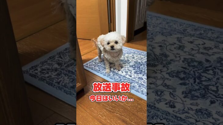 【放送事故】そのまま公開しちゃう #shorts