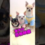 天使だと思ってたのに……後半放送事故です【まいちーふぁみりぃ】 #shorts #わんこ #スムチーず