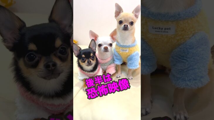 天使だと思ってたのに……後半放送事故です【まいちーふぁみりぃ】 #shorts #わんこ #スムチーず