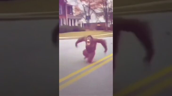 チンパンが煽り運転した結果……#車