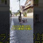 【放送事故】一瞬の判断ミスが命取り。カラスを返り討ちにする最強の母猫w