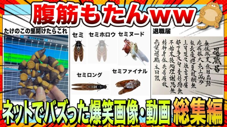 【🔥一気見スペシャル】笑いで花粉症を吹っ飛ばせwwネットでバズりまくった爆笑画像＆動画集【2ch】【5ch】【ゆっくり解説】【コメ付き】【面白画像】【総集編】