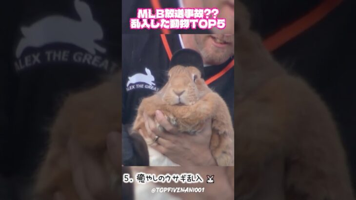 MLB放送事故！？乱入した動物TOP5