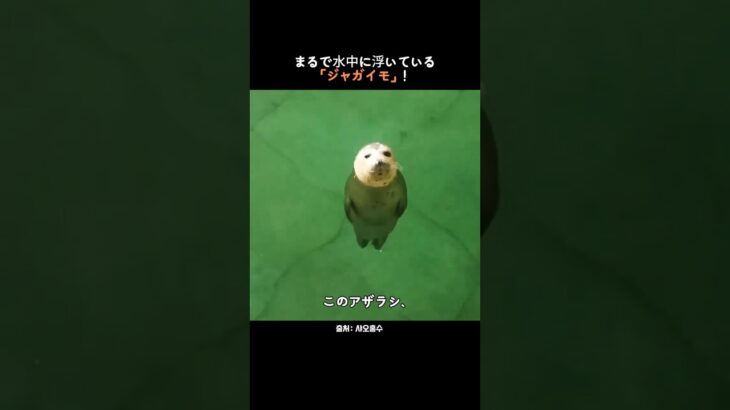 【放送事故?】直立不動すぎるアザラシが「水中のジャガイモ」だった件ｗｗ