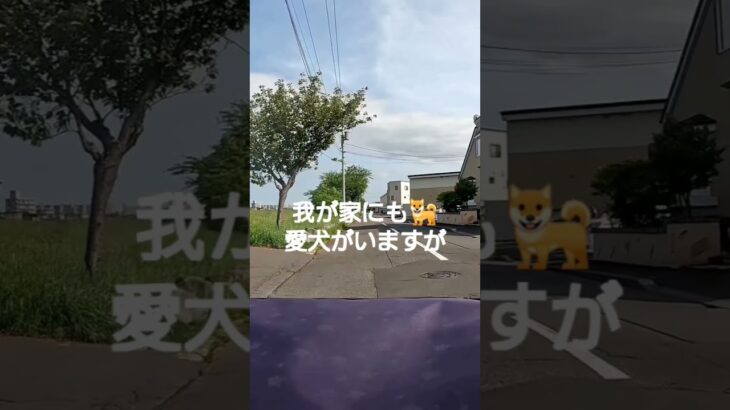 ドラレコ チャリレコ 交通安全 交通事故 道路交通法 あおり運転 ながら運転 チャリカス