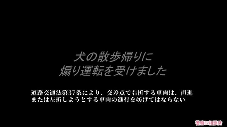 【道路交通法違反・煽り運転】息子たち「犬」の散歩帰りに煽り運転を受けました。 #ミニチュアシュナウザー #シュナウザー #犬多頭飼い