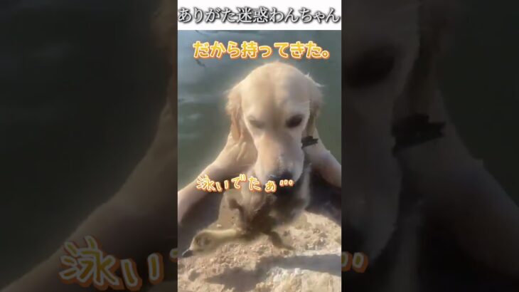 犬のおもしろ動画にツッコミどころ満載なアフレコしてみた＃486【ありがた迷惑】【ハプニング映像】#shorts　#アフレコ #面白動画